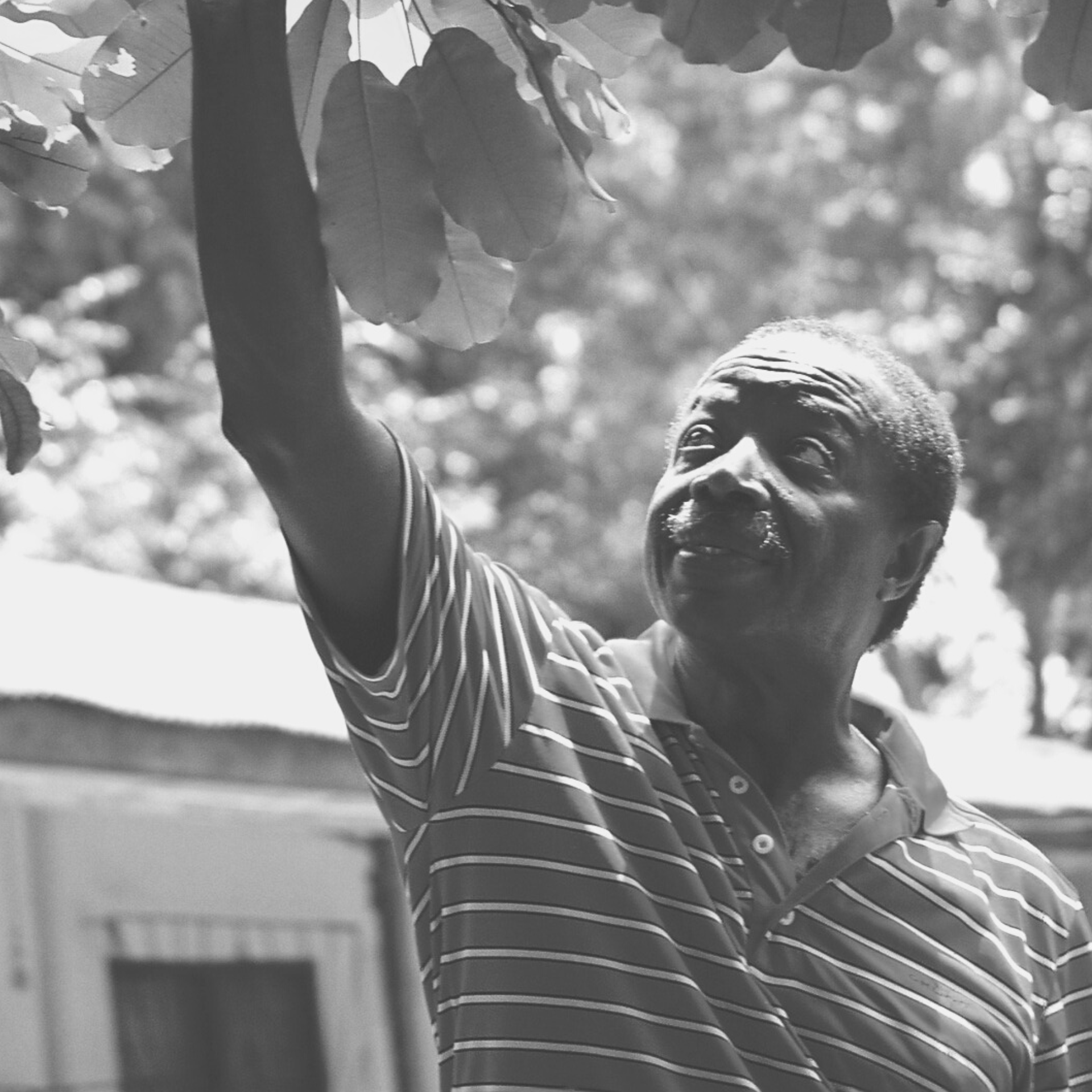 Dr. Benjamin Armah Lavolta Sheabutter aus Ghana
